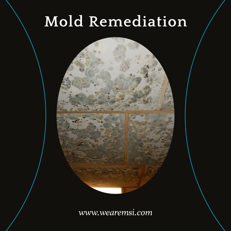 Discover the Excellence of www.moldbros.org in Mold Remediation